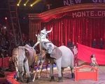 Номер Венгро Немецкого цирка на Фестивале в Монте Карло 2018